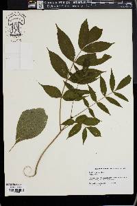 Fraxinus nigra image