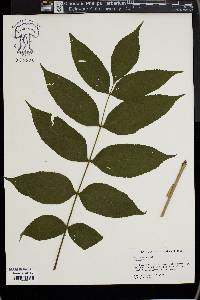 Fraxinus nigra image