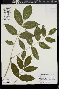 Fraxinus nigra image