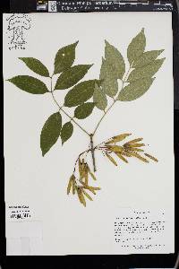 Fraxinus biltmoreana image