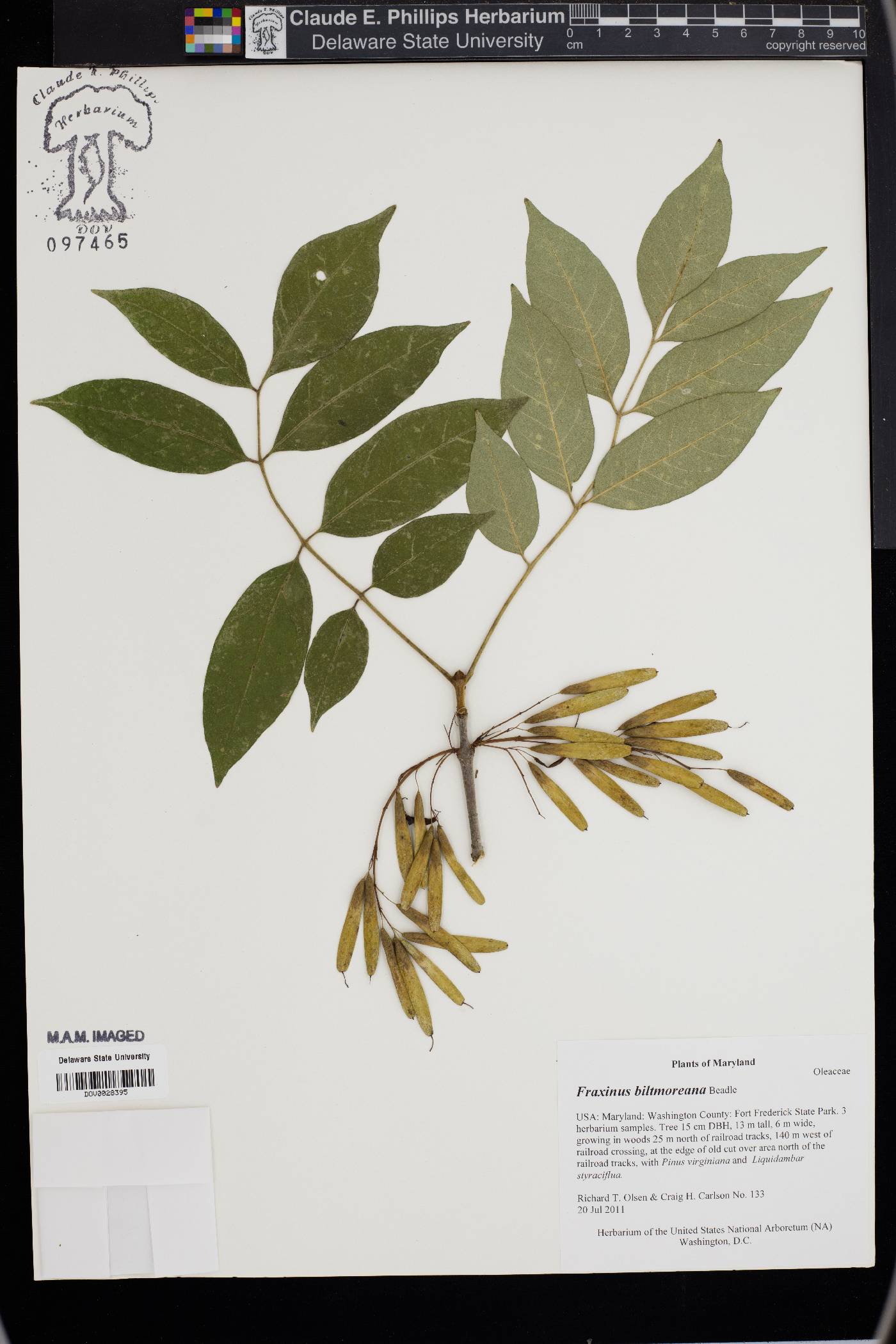 Fraxinus biltmoreana image