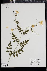 Jasminum officinale image