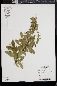 Ligustrum obtusifolium image