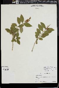 Ligustrum vulgare image