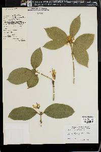 Osmanthus fragrans image