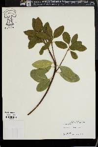 Image of Phillyrea latifolia