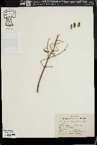 Syringa amurensis image