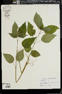 Circaea canadensis image