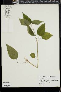 Circaea canadensis image