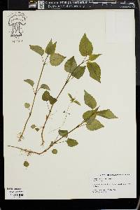 Circaea canadensis image