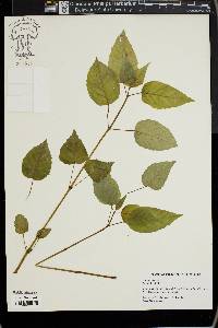 Circaea canadensis image