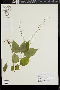 Circaea canadensis image