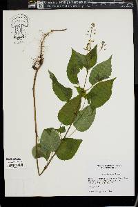 Circaea canadensis image