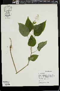 Circaea canadensis image