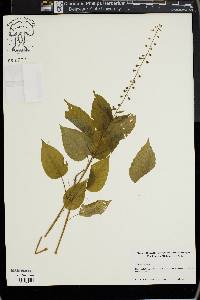 Circaea canadensis image