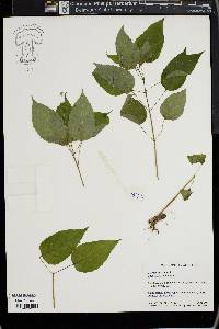 Circaea canadensis image