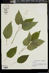 Circaea canadensis image