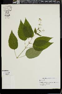 Circaea canadensis image