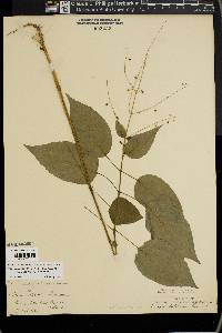 Circaea canadensis image