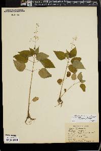 Circaea canadensis image