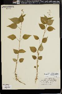 Circaea canadensis image