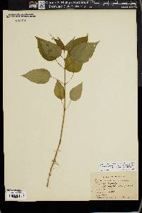 Circaea canadensis image