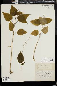 Circaea canadensis image