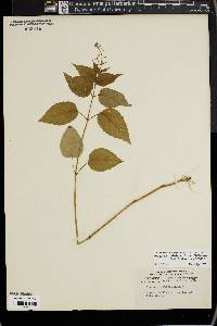 Circaea canadensis image