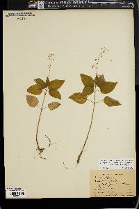 Circaea canadensis image