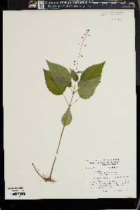 Circaea canadensis image