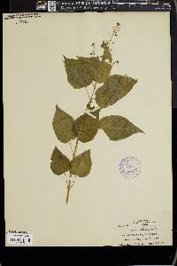 Circaea canadensis image