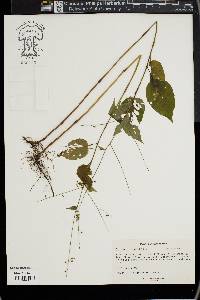 Circaea canadensis image