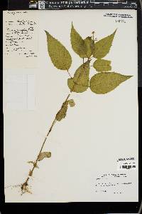 Circaea canadensis image