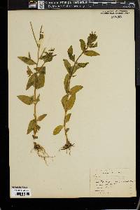 Epilobium hornemannii image