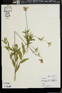 Oenothera gaura image