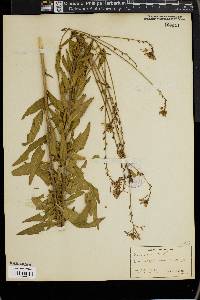 Oenothera gaura image