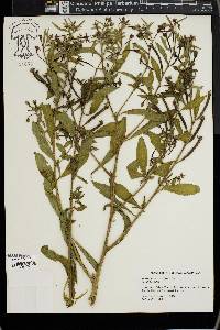 Ludwigia leptocarpa image