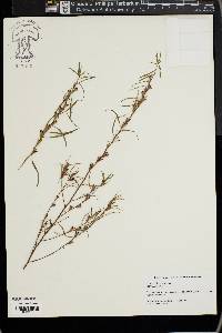 Ludwigia linearis image