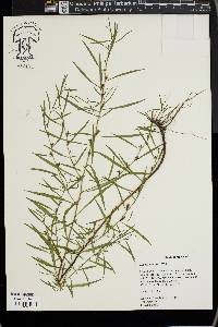 Ludwigia linearis image