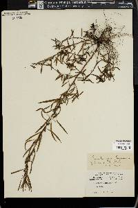 Ludwigia linearis image