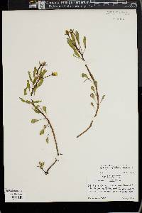 Ludwigia peploides image