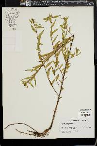 Ludwigia sphaerocarpa image