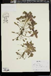 Ludwigia sedoides image