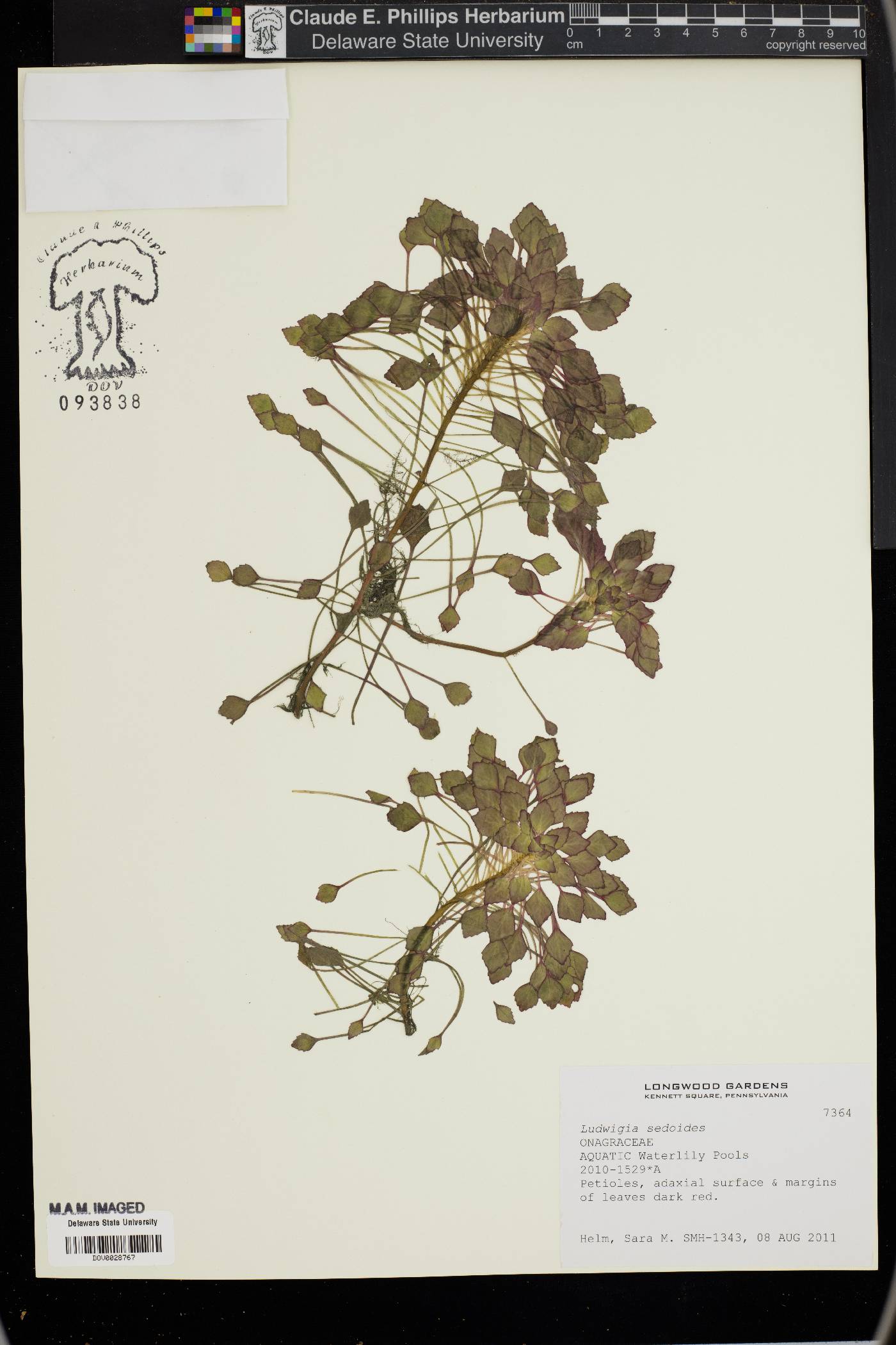 Ludwigia sedoides image