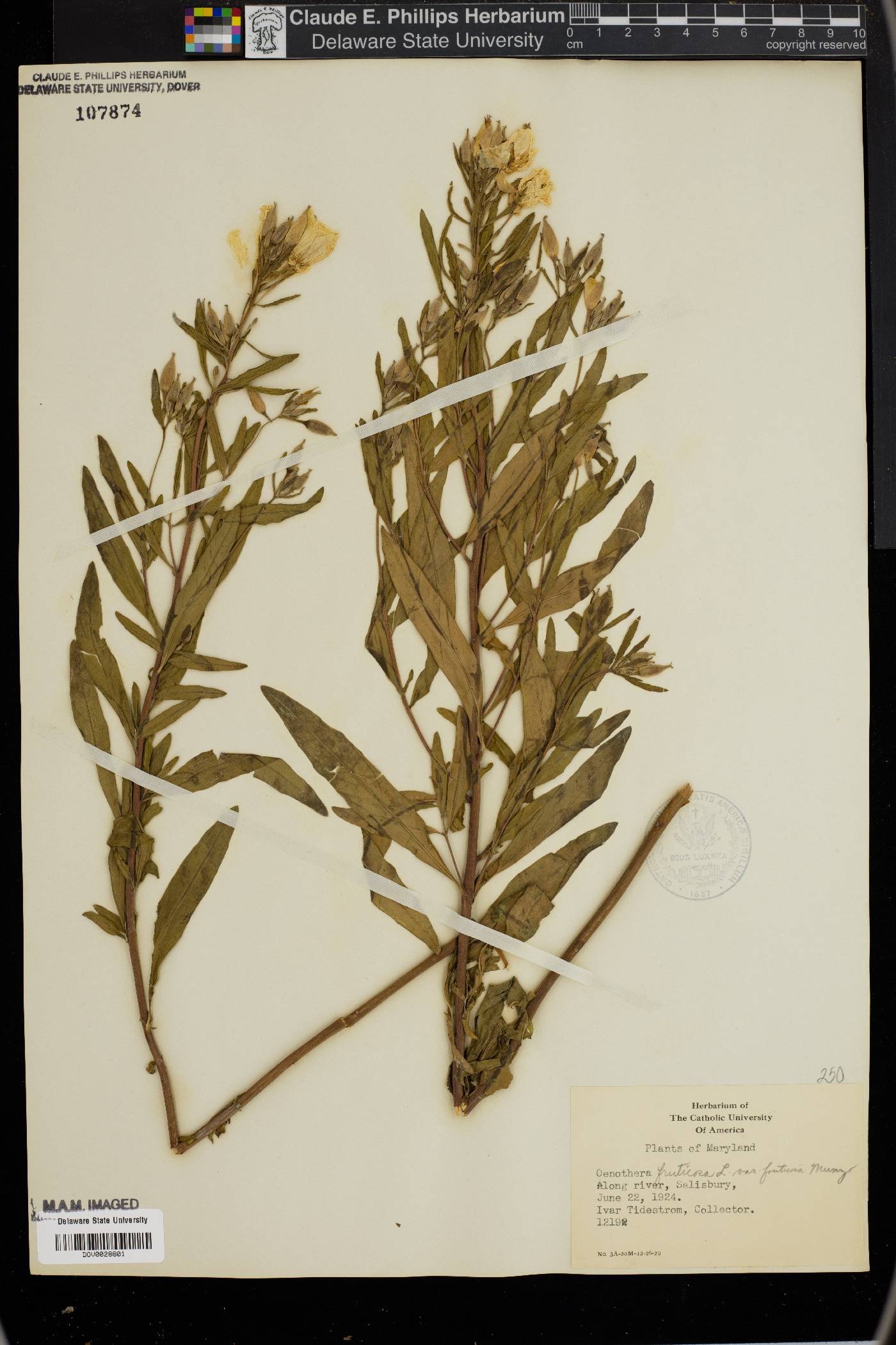 Oenothera fruticosa var. fruticosa image