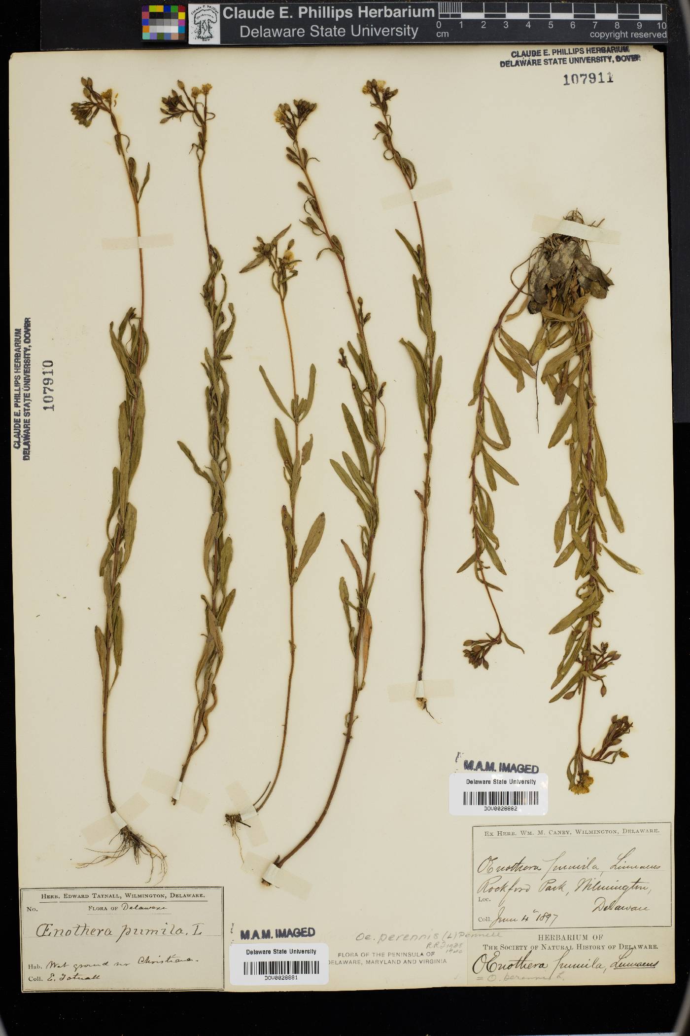 Oenothera pumila image