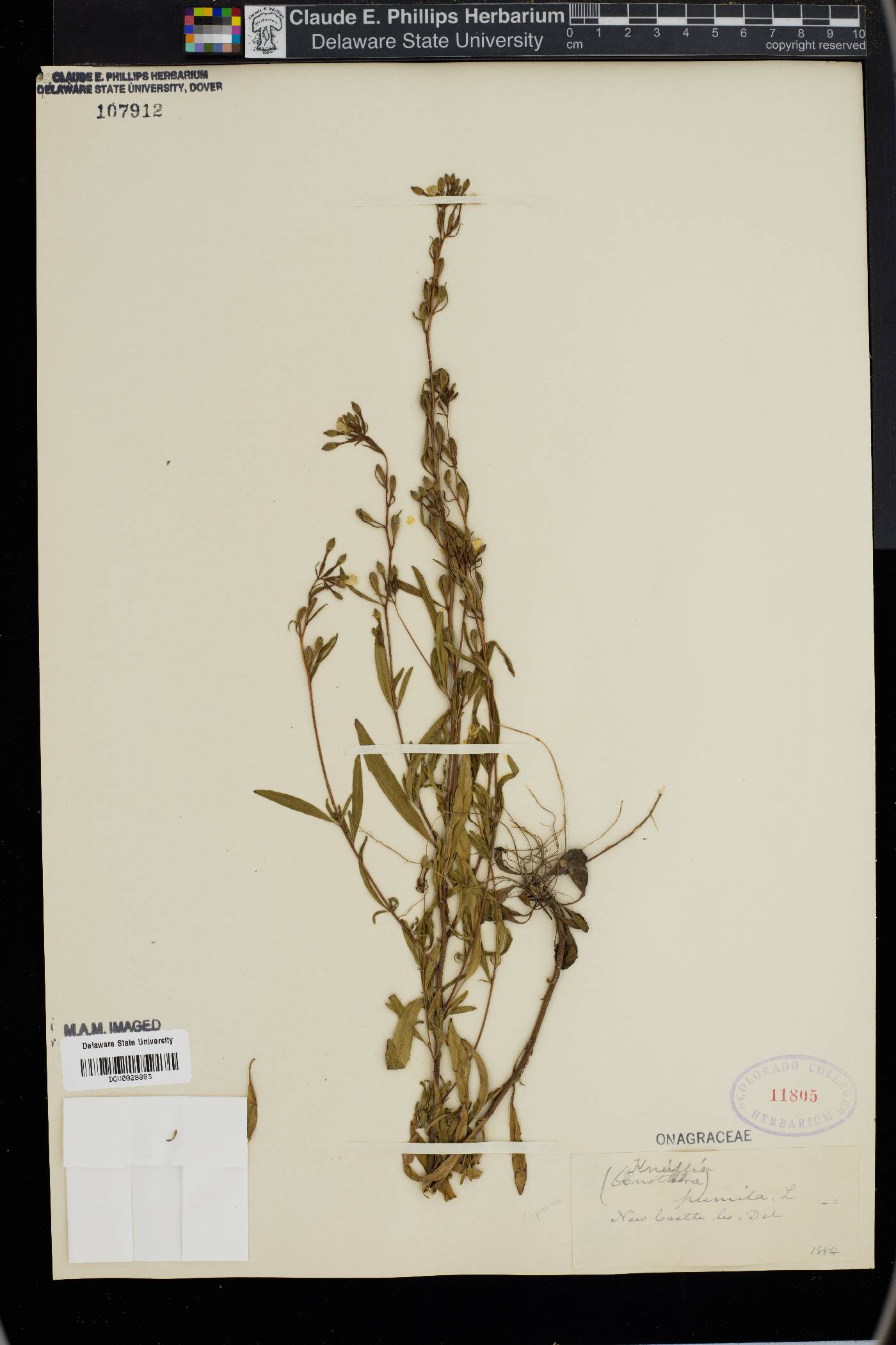 Oenothera pumila image