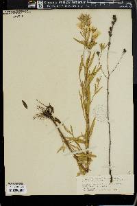 Oenothera longipedicellata image