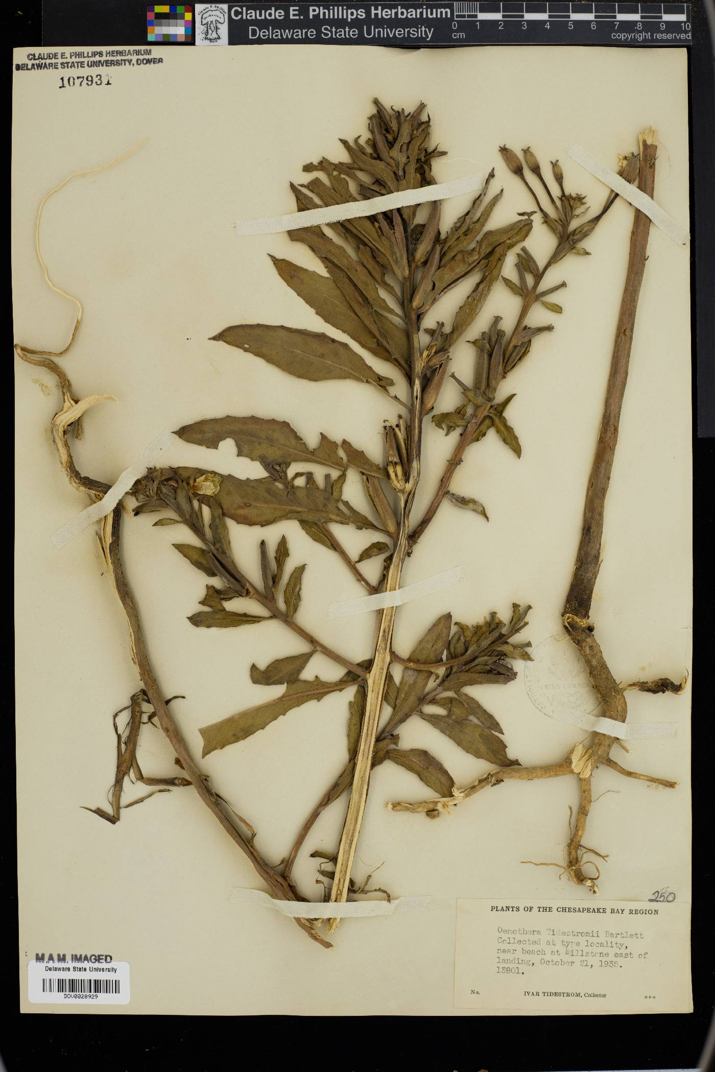 Oenothera tidestromii image