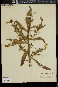 Oenothera tidestromii image